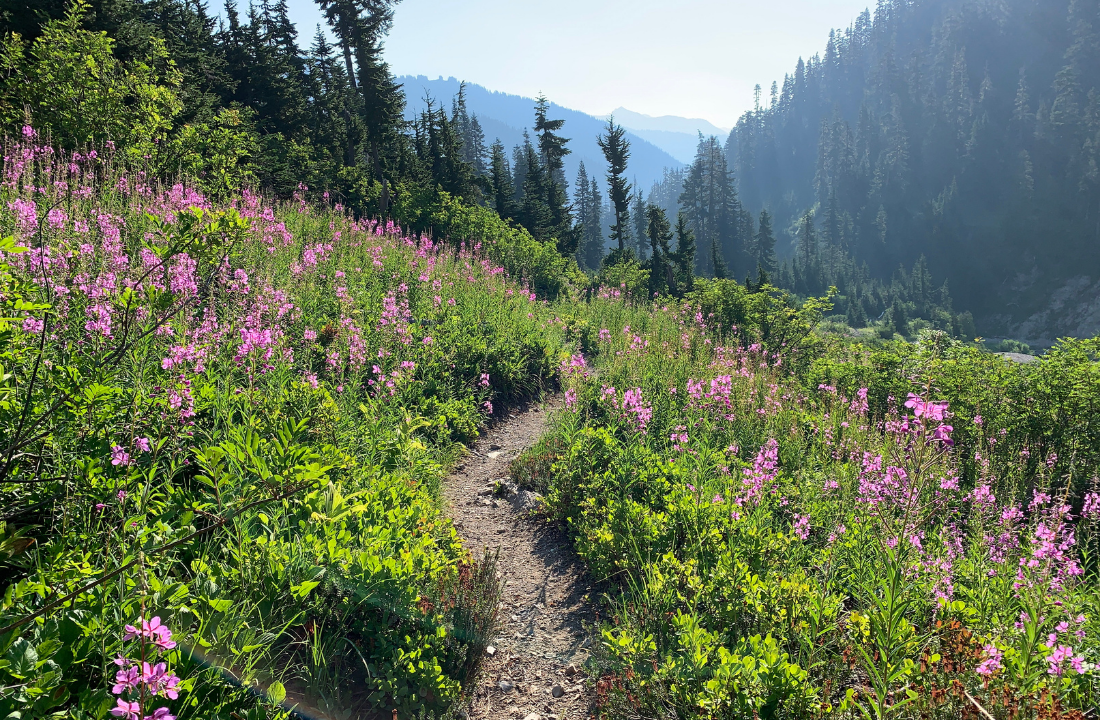 Fields of wildflowers in North Cascades National Park.